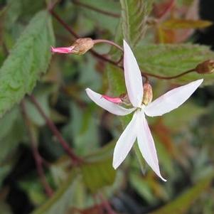 Gillenia (Porteranthus) trifoliata Pink Profusion
