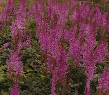 Astilbe chinensis var. taquetii Purple Candles