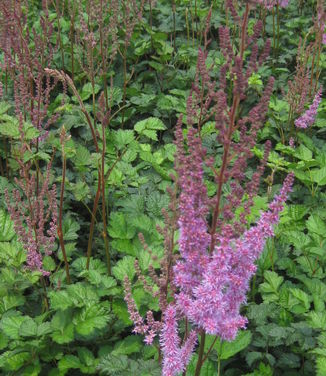 Astilbe chinensis var. taquetii Purple Candles