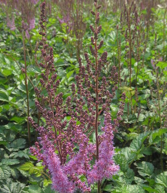 Astilbe chinensis var. taquetii Purple Candles