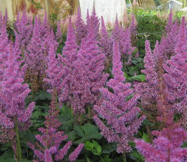 Astilbe chinensis 'Visions' - Chinese Astilbe