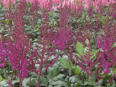 Astilbe chinensis 'Visions in Red' 