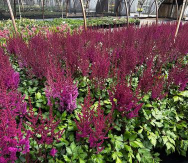 Astilbe chinensis 'Visions in Red' - Chinese Astilbe