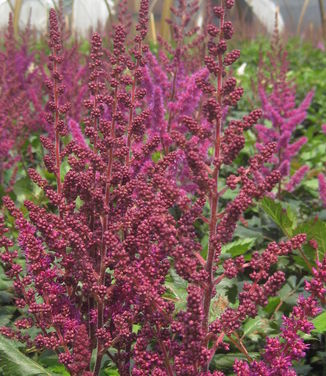 Astilbe chinensis Visions in Red