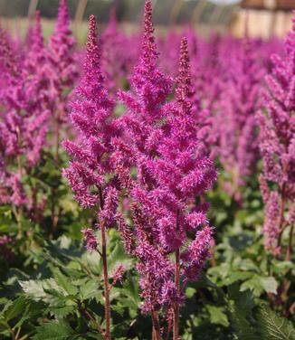 Astilbe chinensis Visions in Red