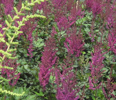 Astilbe chinensis Visions in Red