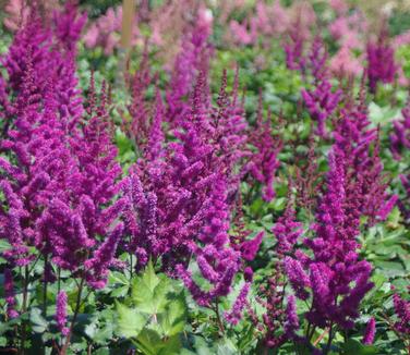 Astilbe chinensis Visions in Red