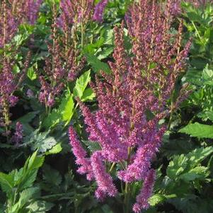 Astilbe chinensis Visions