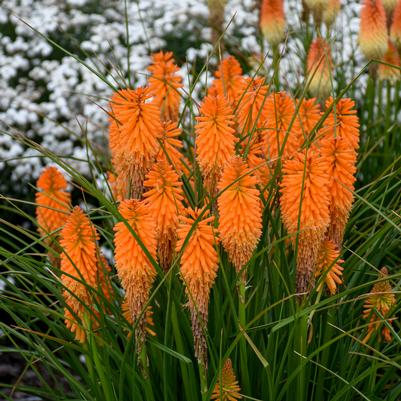 Kniphofia x Orange Blaze