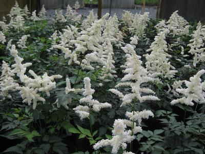 Astilbe x arendsii 'Deutschland'