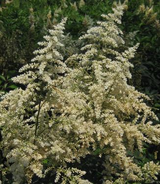 Astilbe x arendsii Deutschland - Hybrid Astilbe