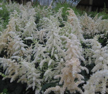 Astilbe x arendsii Deutschland - Hybrid Astilbe