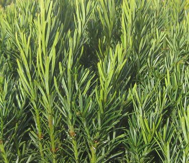 Cephalotaxus harringtonia 'Duke Gardens' - Plum Yew 