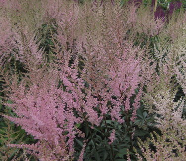 Astilbe x arendsii Erika 