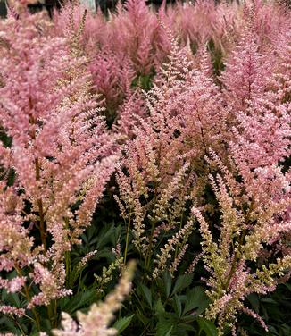 Astilbe x arendsii Erika - Hybrid Astilbe 