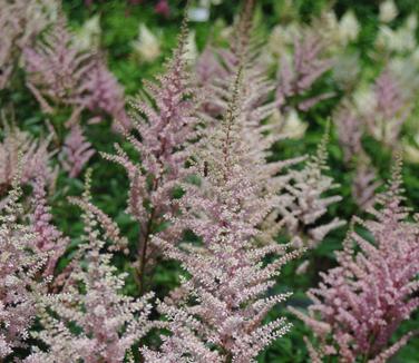 Astilbe x arendsii Erika