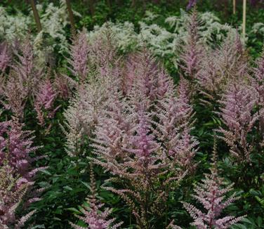 Astilbe x arendsii Erika