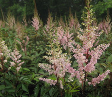 Astilbe x arendsii Erika