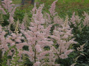 Astilbe x arendsii Peach Blossom