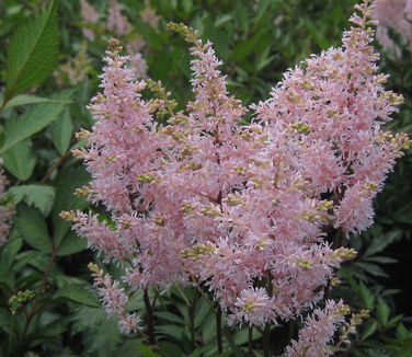 Astilbe x arendsii Peach Blossom 