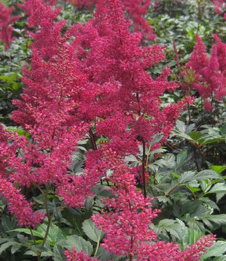 Astilbe x arendsii Red Sentinel