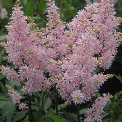 Astilbe x arendsii Peach Blossom