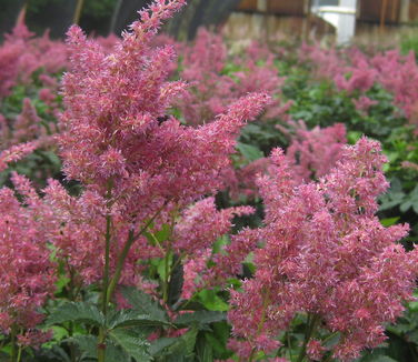 Astilbe x arendsii Rheinland