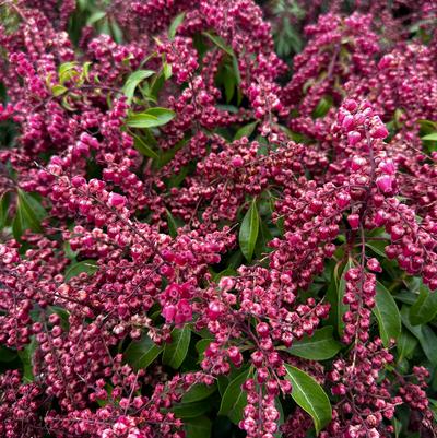 Pieris japonica Valley Valentine