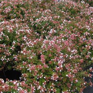 Abelia x grandiflora Rose Creek