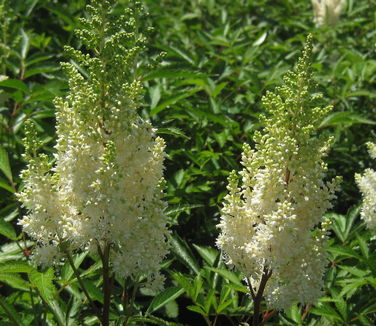 Astilbe x arendsii White Gloria