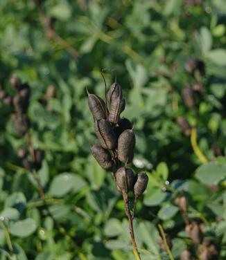  Baptisia australis (Seed pods)