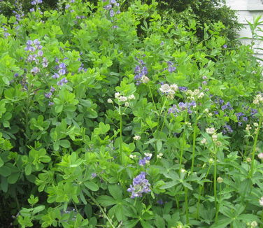 Baptisia australis - Blue False Indigo