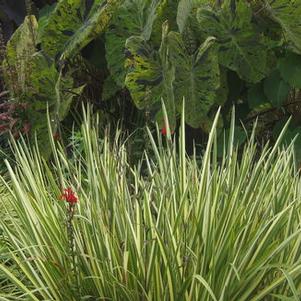 Iris ensata Variegata