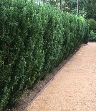 Cephalotaxus harringtonia Fastigiata