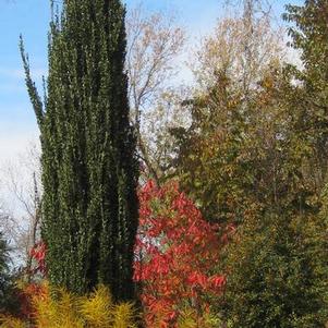 Ilex crenata Sky Pencil