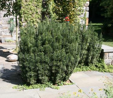 Cephalotaxus harringtonia 'Fastigiata' (at Chanticleer)