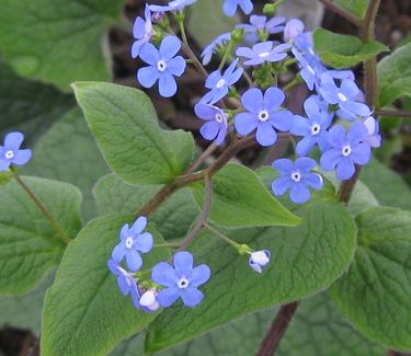 Brunnera macrophylla - Heartleaf Brunnera