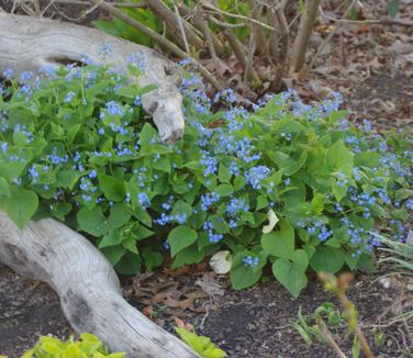 Brunnera macrophylla