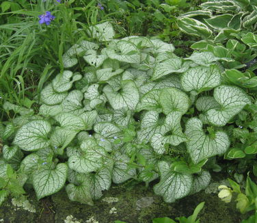 Brunnera macrophylla Jack Frost (Berkshire Botanical)