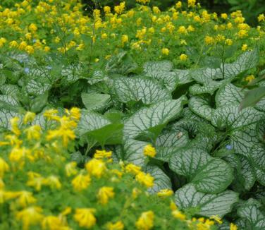 Brunnera macrophylla Jack Frost (@ Maine Bot Garden)