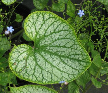 Brunnera macrophylla 'Jack Frost' 