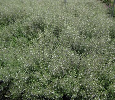 Calamintha nepeta Blue Cloud