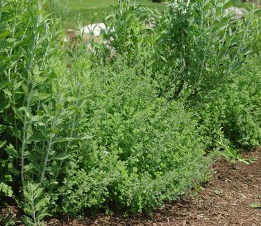 Calamintha nepeta Blue Cloud @ Grande Cascade 