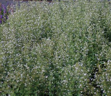 Calamintha nepeta White Cloud 