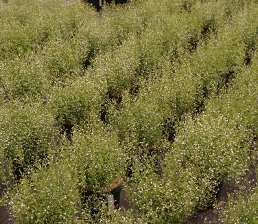 Calamintha nepeta White Cloud 