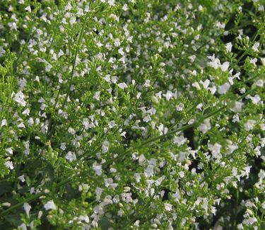 Calamintha nepeta 'White Cloud' - Calamint 