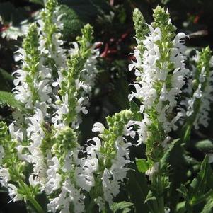 Salvia nemorosa Snow Hill