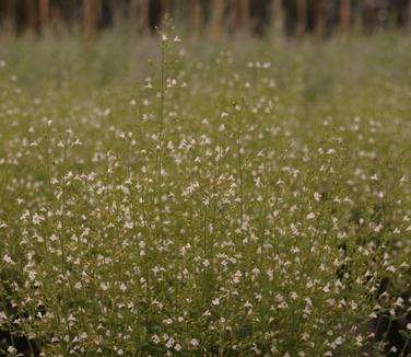 Calamintha nepeta White Cloud 