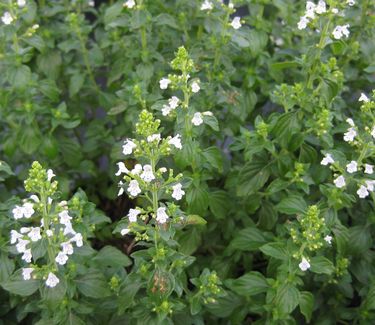 Calamintha nepeta White Cloud - Calamint 