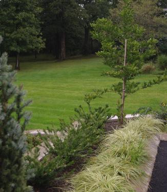 Cephalotaxus harringtonia 'Prostrata'